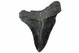 Serrated, Fossil Megalodon Tooth - South Carolina #312090-1